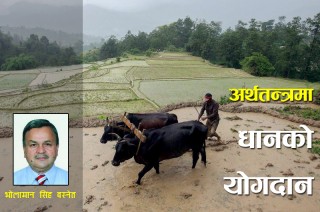 धान उत्पादनमा निर्भर अर्थतन्त्रमा "कृषि क्रान्ति" कसरी