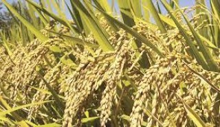 अन्तरष्ट्रिय धानबाली अनुसन्धान संस्था (इरी) र नेपाल कृषि अनुसधान परिषद (नार्क) बीच सम्झौता