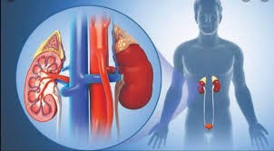 kidney.jfif