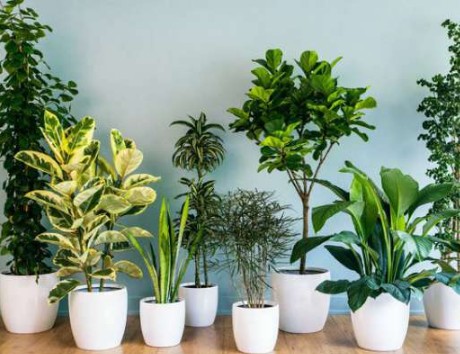 Captureplant.png
