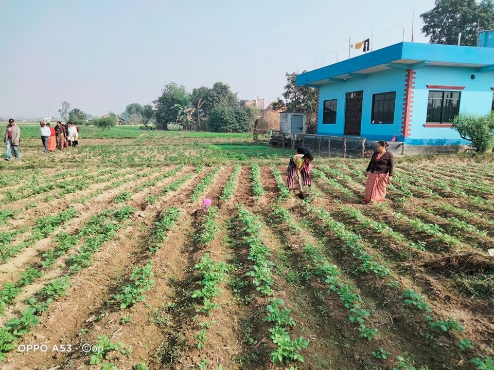 mahila alu.jpg