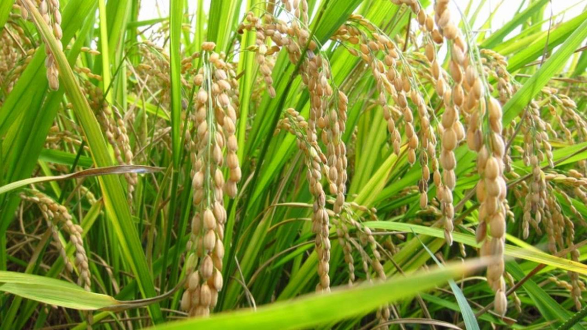 धान उत्पादन घट्यो
