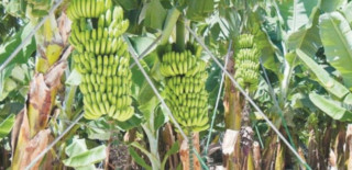 भारतबाट निर्बाध केरा आयातले नेपाली केराखेती गर्ने किसान मार्कामा