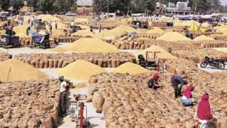 गहुँको बिश्व राजनीति रूस-यूक्रेन  लडाईंले निकै गरुङ्गो