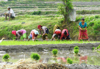 उत्सवमा मात्र धान दिवस: आत्मनिर्भरताको नारा, तर आयातकै भर
