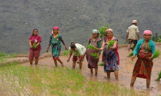 अर्थतन्त्र पर निर्भरताको पासोेमा परिरहेको असार १५ मनाउनु के अर्थ    ?