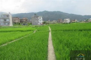  अब सरकारी जग्गा लिजमा लिन पाइने,मन्त्रालयले जारी गर्यो कार्यनिति