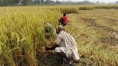  सरकारले तोक्यो धानको मूल्य, गत बर्षको तुलनामा २१५ रुपैयाँ बढी
