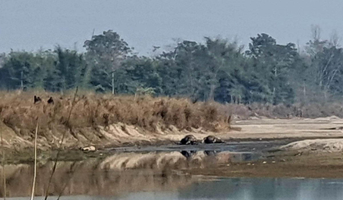 गैंडा माराहरुको खोजी र  दण्ड सजाय तथा गैडालाई सुरक्षित गर्नुपर्यो