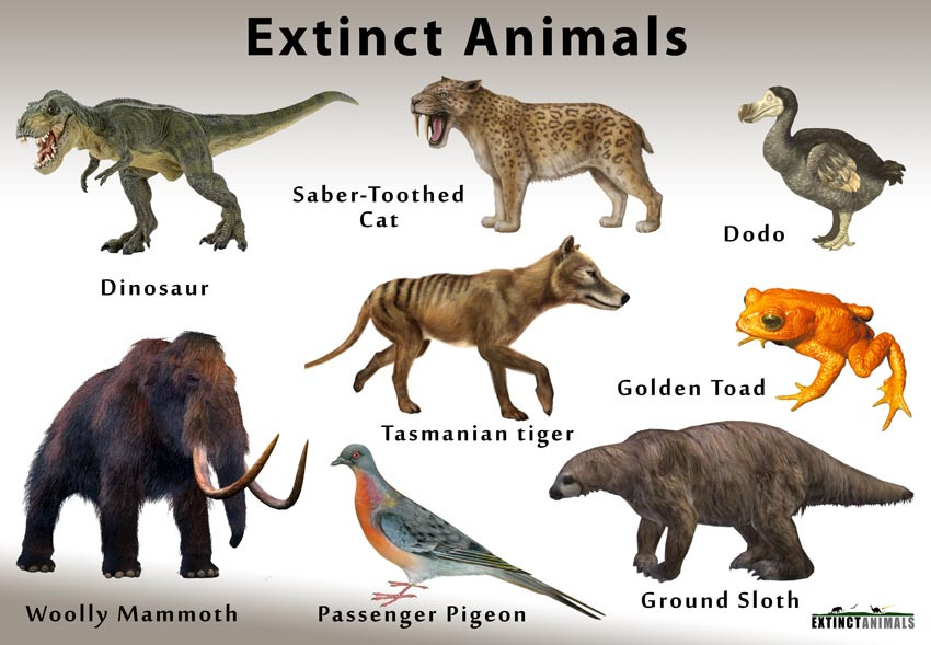 animals.jfif