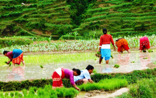 पर निर्भरताकाे पासाेमा परेकाे  हाम्राे असार पन्ध्र  