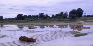 स्थानीय निकायले राहत बितरण नगर्दा मार्कामा परे किसान