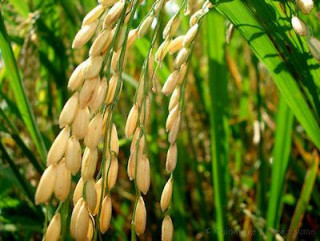 चीनमा ५,३०० बर्ष पुरानो धानको बिरुवा – बैज्ञानिक नै आश्चर्य