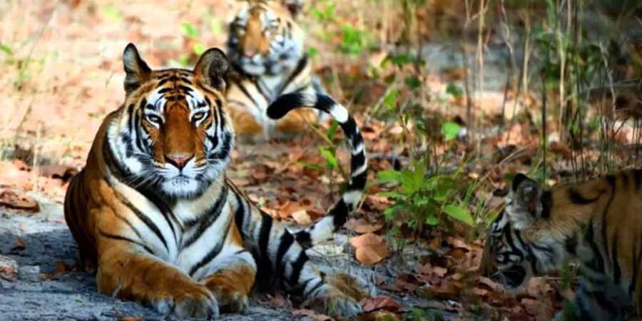 बिदेशी पर्यटक बाघ लगायत जनवार हेर्न आउँछन् बर्दिया