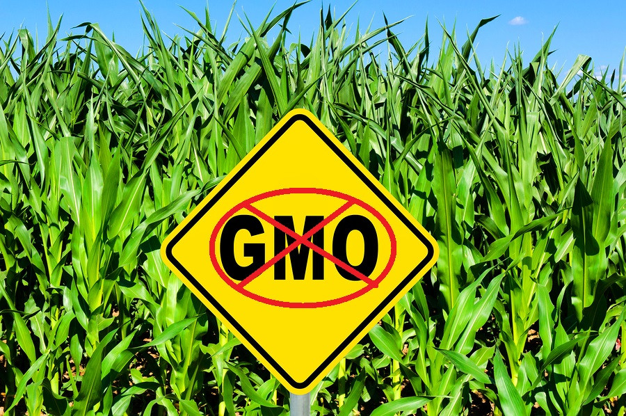 Nogmo.jpeg