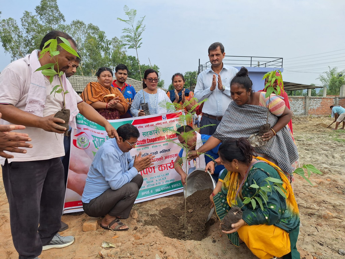 वातावरण दिवसको अवसरमा  सगुन सहकारीद्वारा १३० वटा वृक्षारोपण