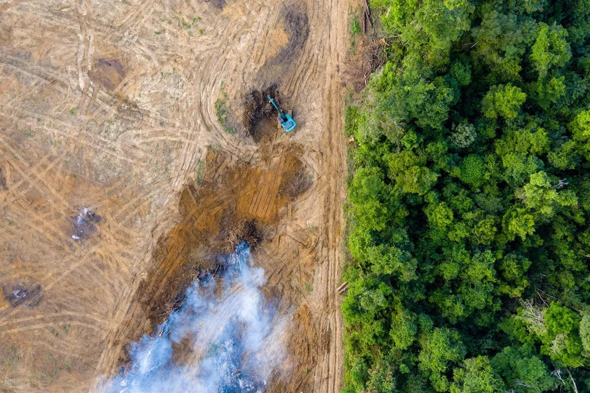 deforestations.webp