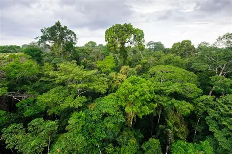 बोट बिरुवा बिना बिश्वमा जीवन असम्भव