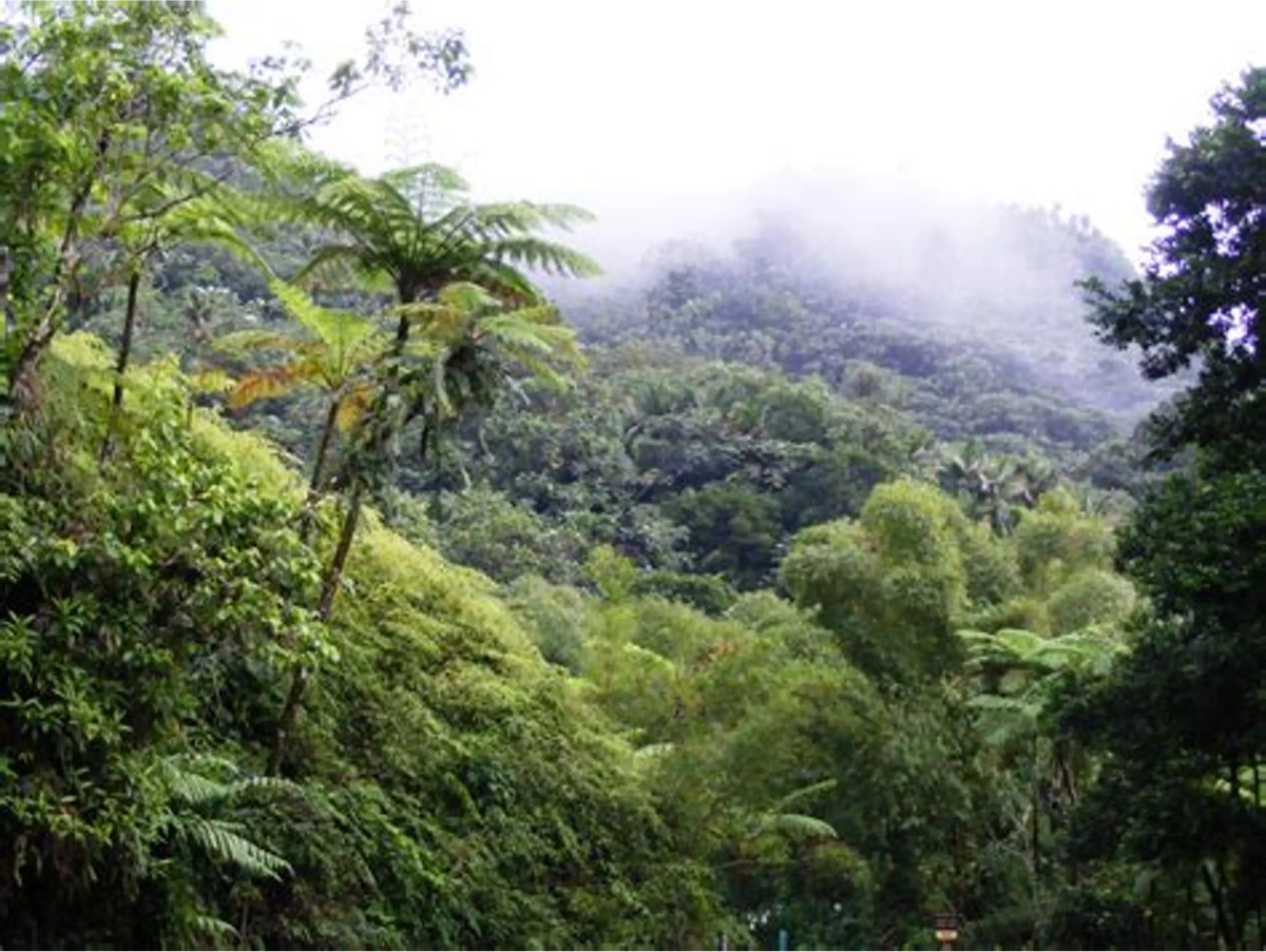 Plants.webp